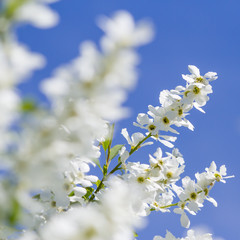 bush blooming white flowers