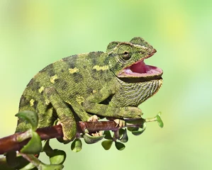 Peel and stick wallpaper Chameleon Close up of chameleon