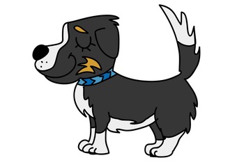 border collie,pies © monikakosz