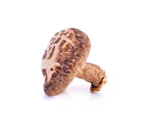 Dried mushrooms on white background