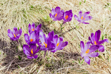 Several crocus vernus against the backdrop of dry grass