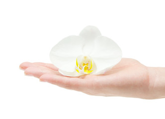 Orchid flower in hand isolated on white