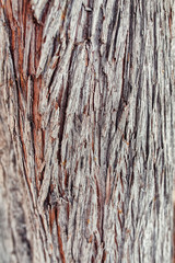 Close-up structure of cypress trunk. Macro wood texture.