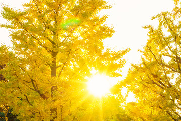 Beautiful Colorful Autumn Leaves