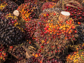 Palm Oil Fruits