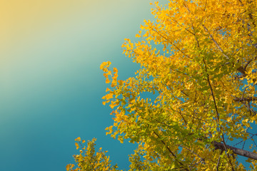 Fototapeta premium Beautiful Colorful Autumn Leaves