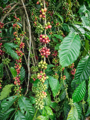 Coffee seeds in a plantation.
