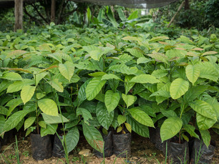 Coffee seedlings plant in a nursery.