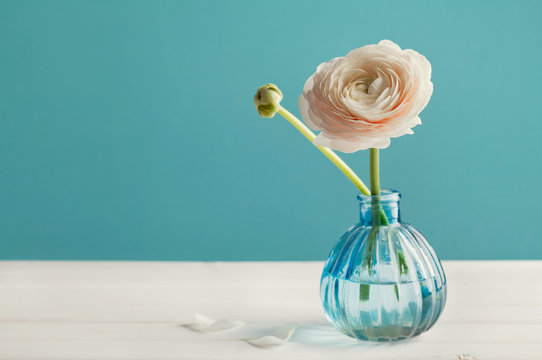 Fototapeta Ranunculus in vase against turquoise background, beautiful spring flower, vintage card, copy space for text