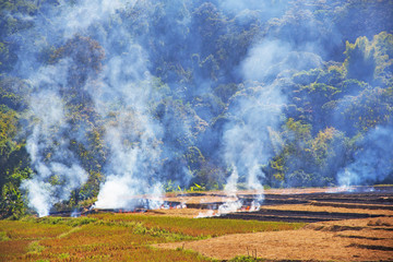 Farmers burning fields to prepare for cultivation,another cause of global warming