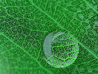 Leaf with water drop macro closeup photo
