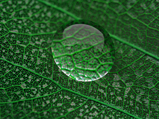 Leaf with water drop macro closeup photo