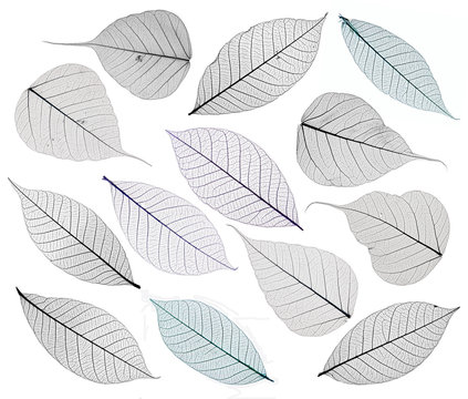 Skeleton leaves isolated on white. Set of decorative skeleton leaf isolated on white.
