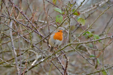 Rouge-gorge