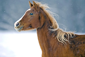 Obraz na płótnie Canvas Arabian Horse chestnut mare running in snow, 