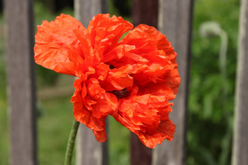 Blooming red poppy