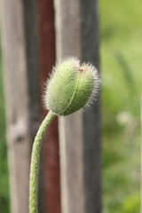 The buds of red poppies