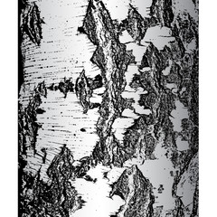Obraz premium Bark of birch in the cracks texture. Vector illustration