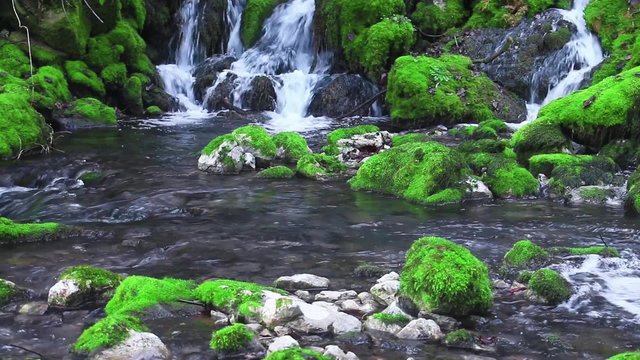 Mountain stream among the mossy stones