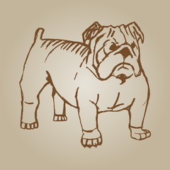 Doodle drawing of young bulldog on white background