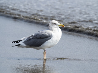 冬の海辺のセグロカモメ