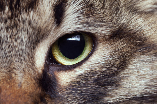 Cat eye in close up photo