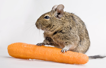 hamster with carrot