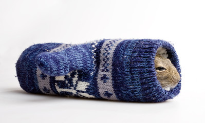 hamster in mitten