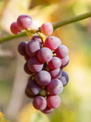 Ripe grapes in autumn