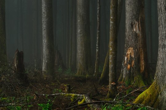 Fototapeta In the dark misty forest.  Larch Mountain Road, Oregon.