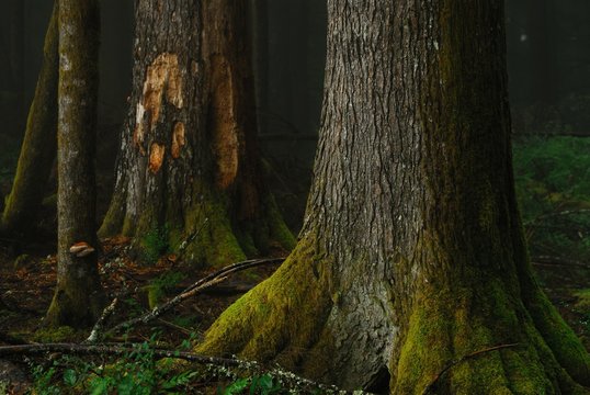 Fototapeta In the dark misty forest.  Larch Mountain Road, Oregon.