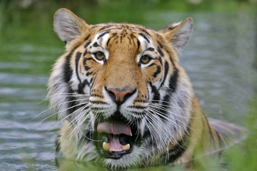Fototapeta na wymiar Tiger standing in water, watching