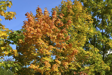 Beautiful autumn maple leaves on sunny day