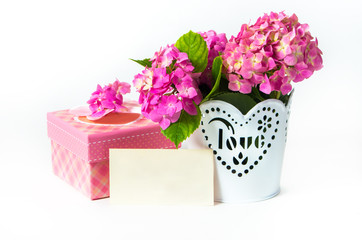 Hydrangea in a pot with a gift box