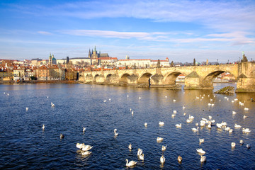 Charles bridge and Prague castle with doves in the river
