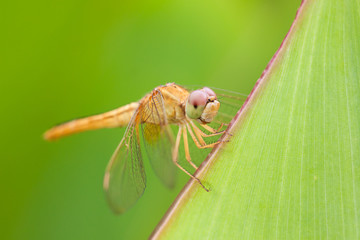 Dragonfly on banana leaves