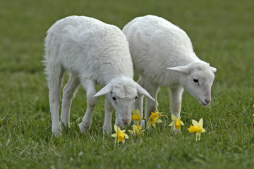 Fototapeta premium Two Lambs in meadow sniffing daffodil flowers