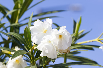 Blooming oleander flower against the sky. Mediterranean climate.