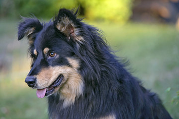 Collie cross black and tane, portrait