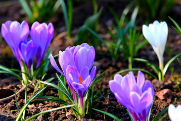 Fototapeta na wymiar Spring snowdrop flowers blooming in sunny day