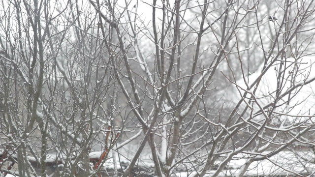 Snow falling on trees/winter snow falls on bare trees with leaves