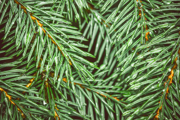 Pine wet branch closeup.