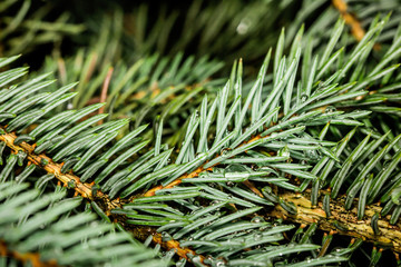 Pine wet branch closeup.