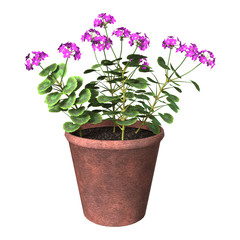 Naklejka na ściany i meble Purple Geranium Pot on White
