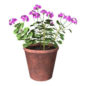 Purple Geranium Pot on White
