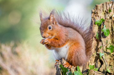 Naklejka na ściany i meble Red squirrel in English forest