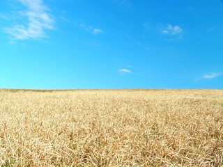 早春の土手風景
