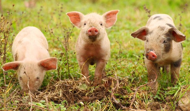 Three funny piglets on farm
