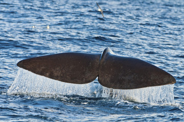 Fototapeta premium whale tail and waterfall