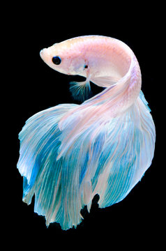 Fototapeta siamese fighting fish, betta fish isolated on black